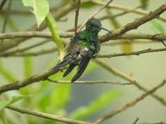 Chalybura buffonii