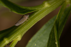 Graphocephala aurora