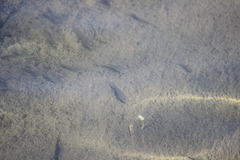 Fundulus parvipinnis