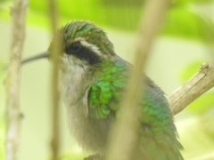 Chlorostilbon melanorhynchus