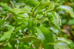 Lyonia ferruginea