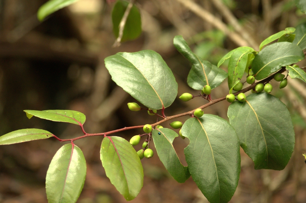 Xylosma hawaiensis