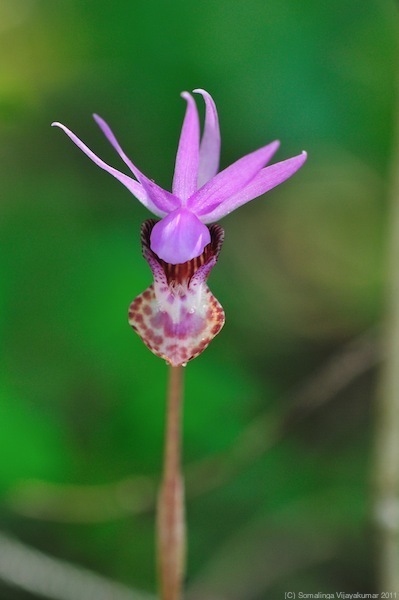 Fairy slipper Bruce Peninsula Orchids iNaturalist