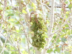 Eriophyes neoessigi