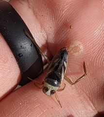 Notonecta indica