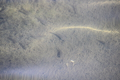 Fundulus parvipinnis