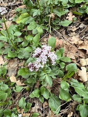 Valeriana arizonica