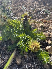 Pedicularis densiflora