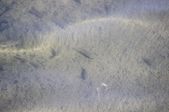 Fundulus parvipinnis