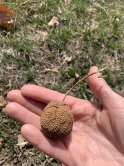 Platanus occidentalis