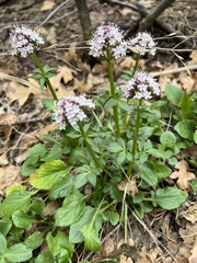 Valeriana arizonica