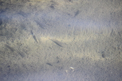 Fundulus parvipinnis