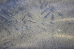 Fundulus parvipinnis