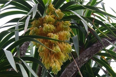 Pleomele aurea