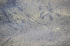 Fundulus parvipinnis