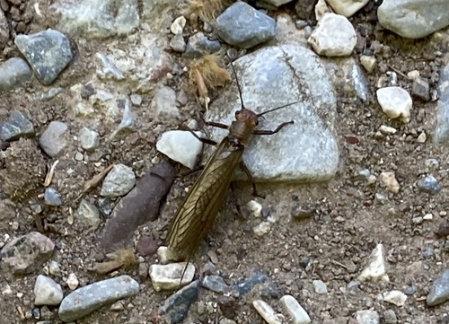 Dinocras megacephala