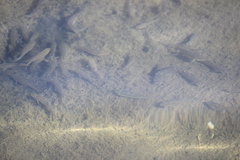 Fundulus parvipinnis