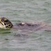 Atlantic Green Sea Turtle - Photo (c) BJ Stacey, some rights reserved (CC BY-NC)