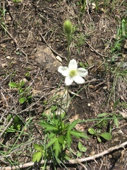 Anemone cylindrica