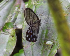 Pseudohaetera mimica