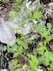 Phacelia ranunculacea