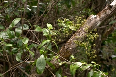 Kadua