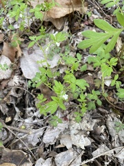 Phacelia ranunculacea