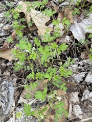 Phacelia ranunculacea