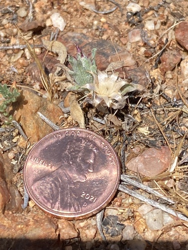 Centaurea melitensis iNat (2)