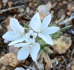 Calycadenia villosa
