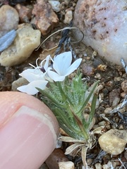Calycadenia villosa
