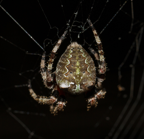 Giant Lichen Orbweaver