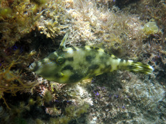 Scobinichthys granulatus