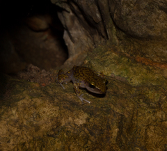 Eleutherodactylus marnockii