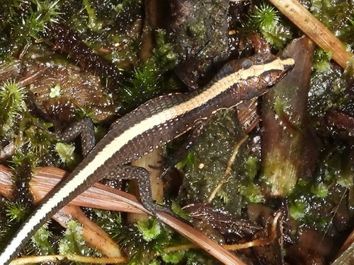 Pholidobolus celsiae