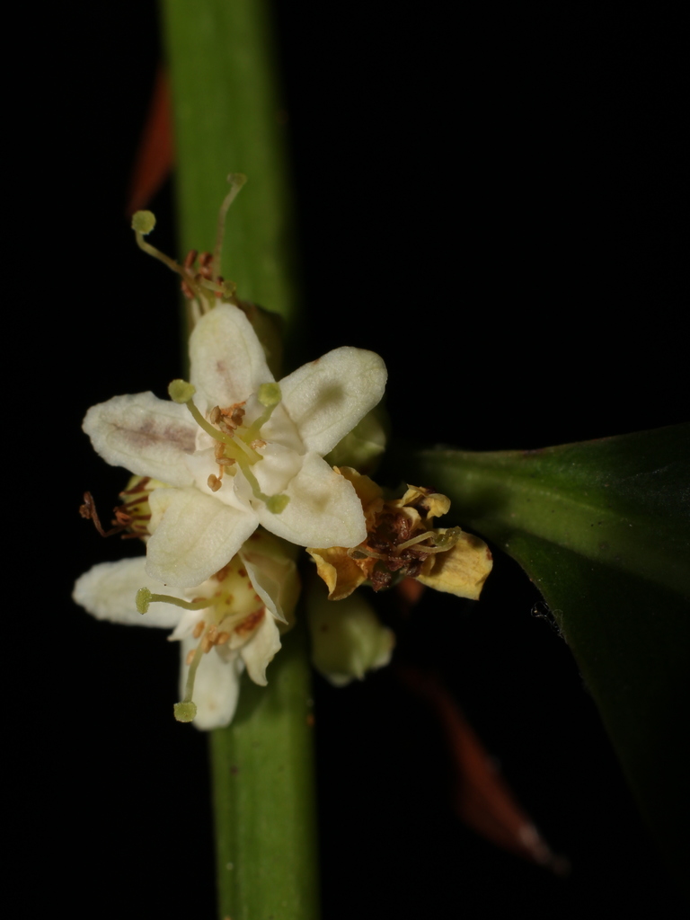 Erythroxylum citrifolium