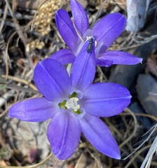 Brodiaea terrestris kernensis