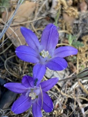 Brodiaea terrestris kernensis