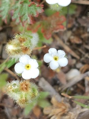 Plagiobothrys tenellus
