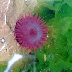 Actinia bermudensis