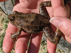 Lithobates yavapaiensis