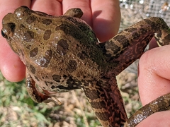 Lithobates yavapaiensis