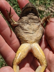 Lithobates yavapaiensis