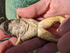 Lithobates yavapaiensis