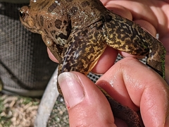 Lithobates yavapaiensis