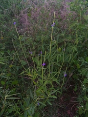 Stachytarpheta lythrophylla