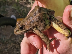 Lithobates yavapaiensis