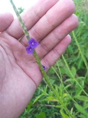 Stachytarpheta lythrophylla
