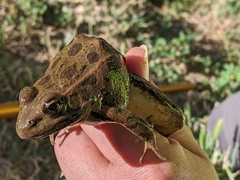 Lithobates yavapaiensis