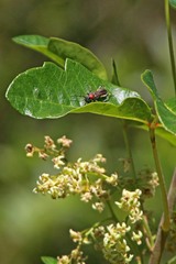 Callimoxys fuscipennis